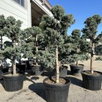 Céder atlantský (Cedrus atlantica) ´GLAUCA´ - výška 160-180cm, kont. C55L-BONSAJ